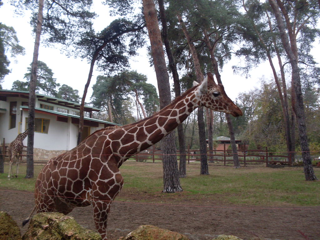 Reticulated giraffe