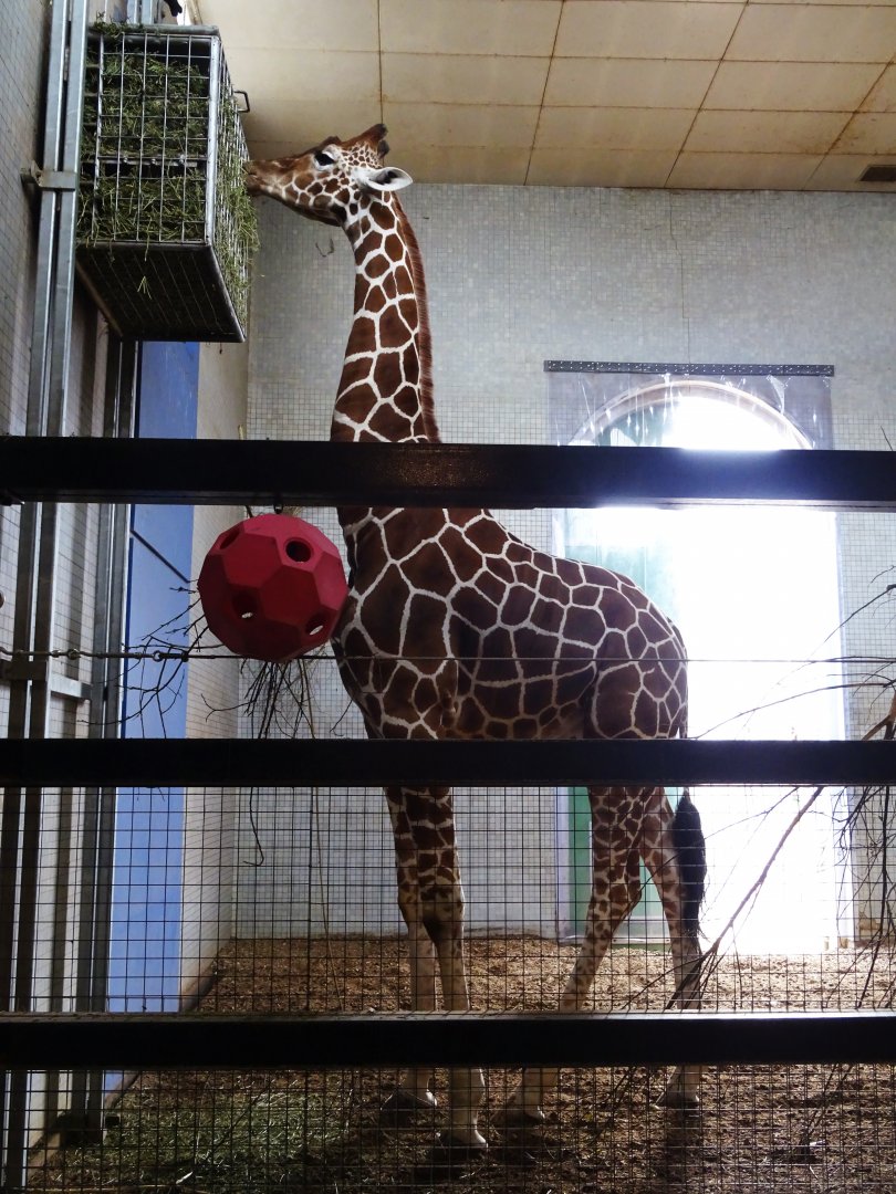 Reticulated giraffe