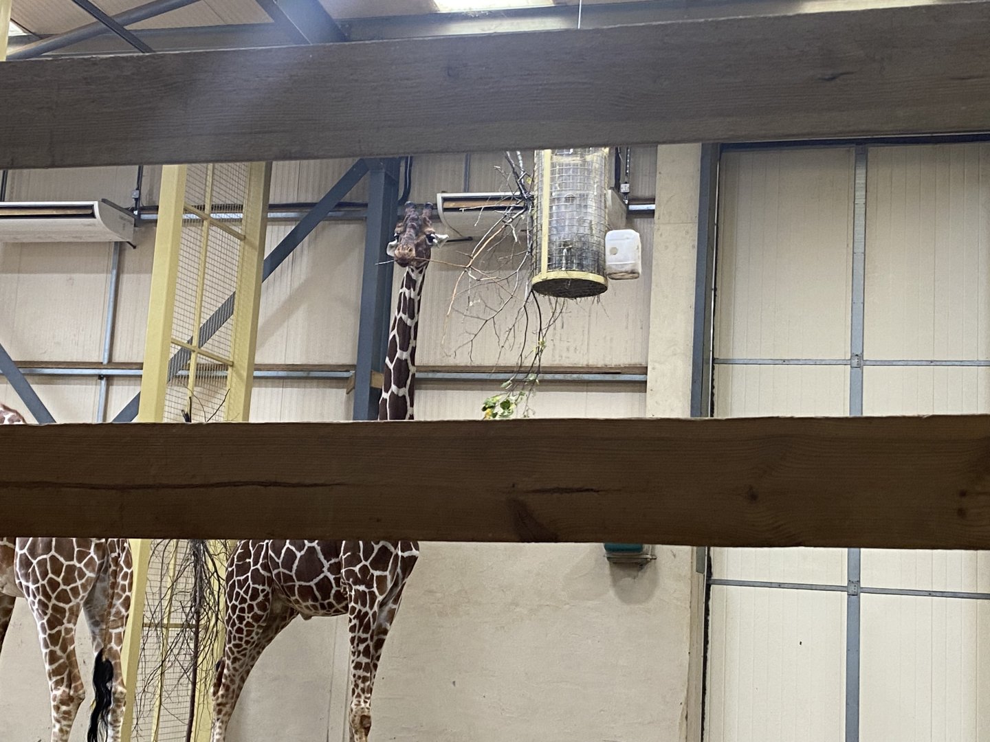 Reticulated giraffe