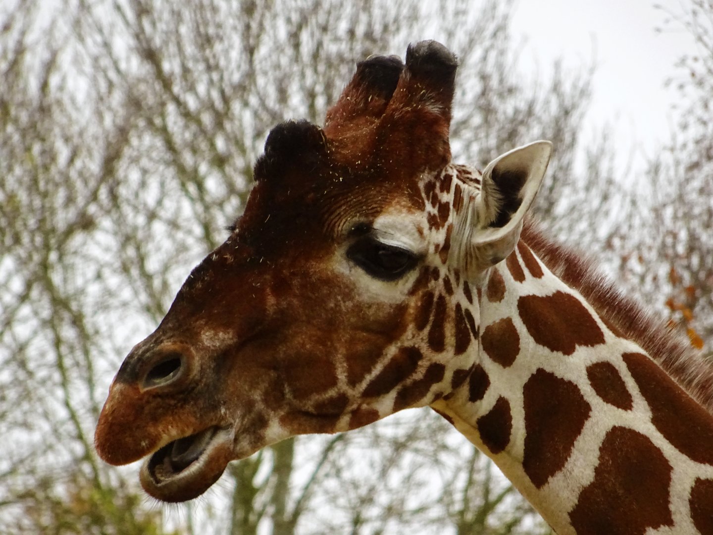 Reticulated giraffe