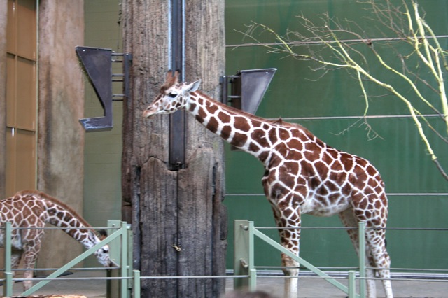 Reticulated Giraffe