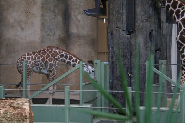 Reticulated Giraffe