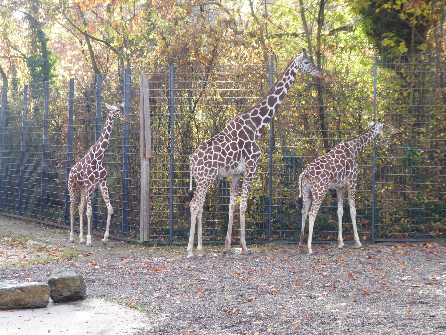 Reticulated giraffes 011218