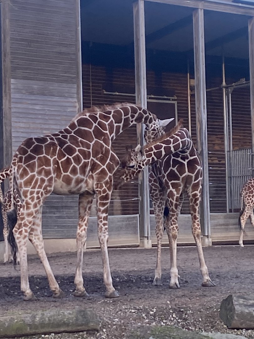 Reticulated giraffes 261124