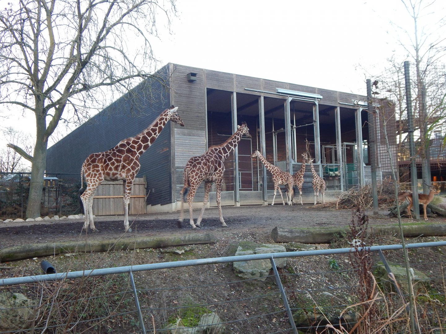 Reticulated giraffes 261124