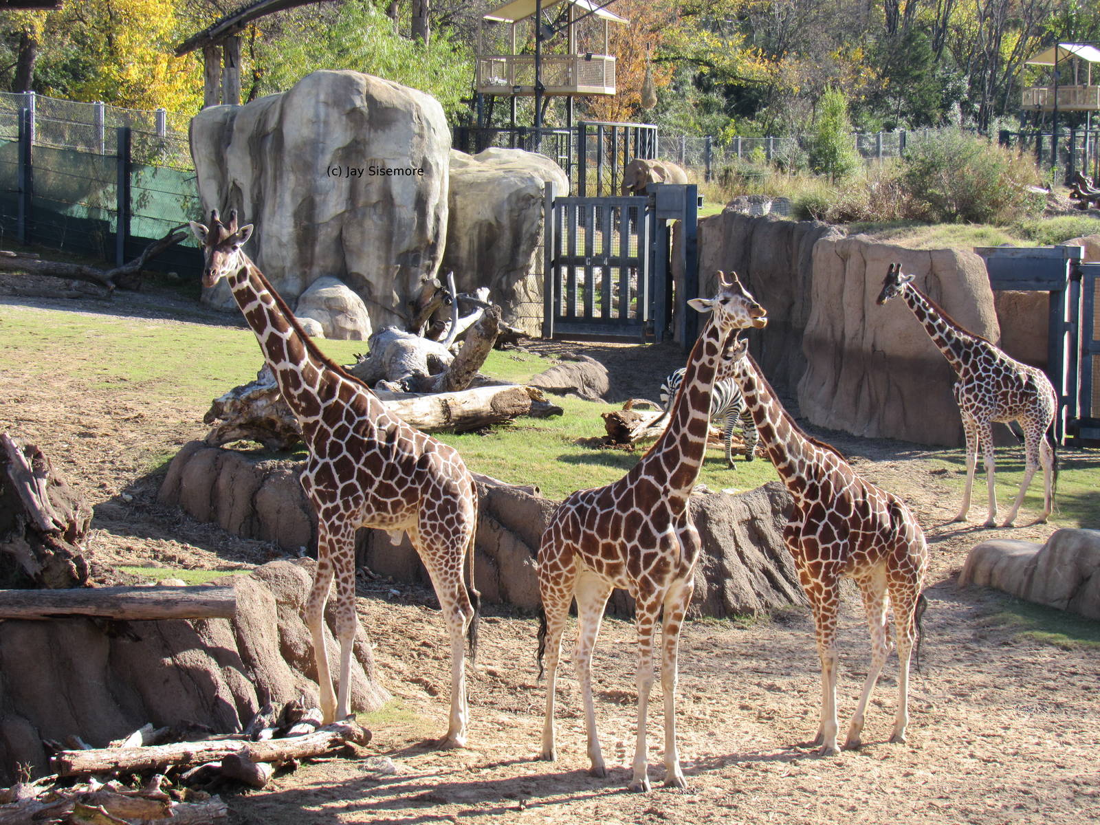 Reticulated Giraffes, a Grant's Zebra, and an African Elephant.