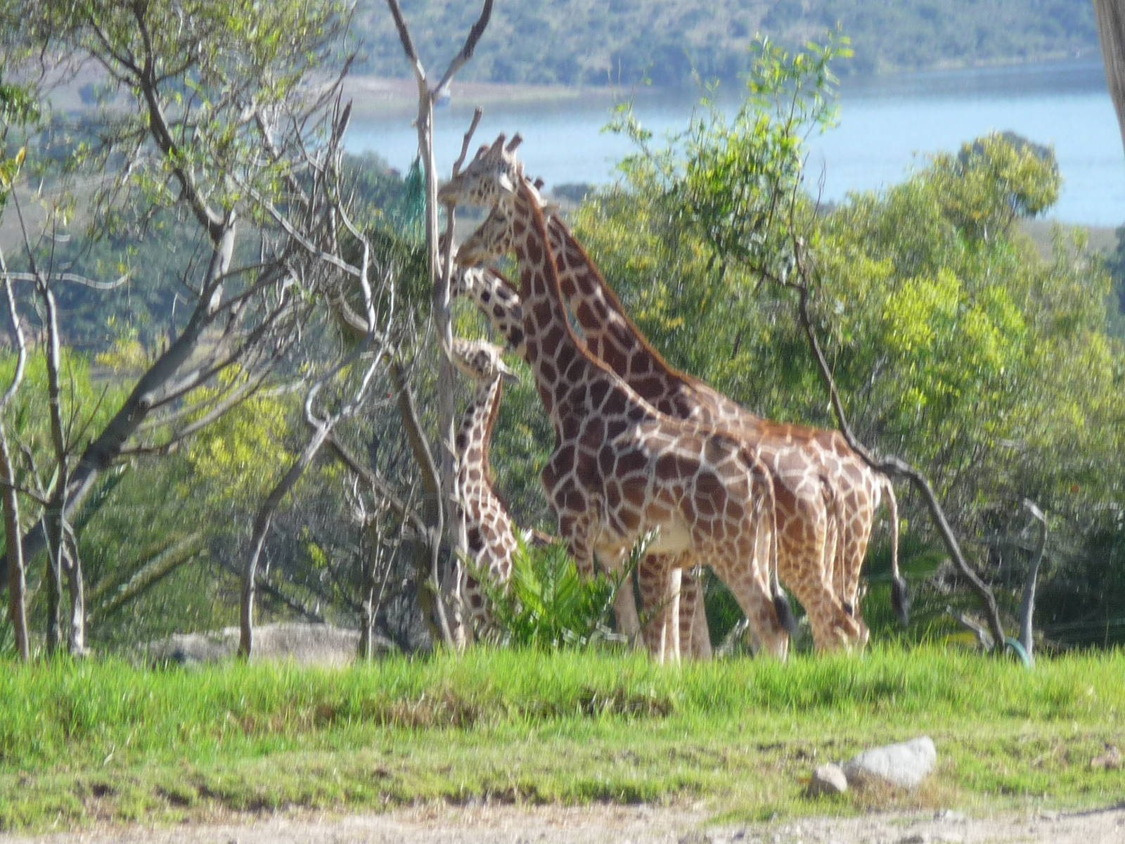 reticulated giraffes africam safari