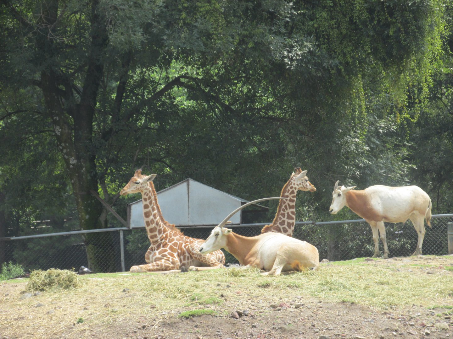 reticulated giraffes and dammah oryx