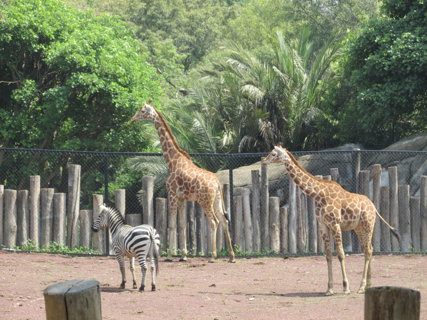 reticulated giraffes and grant´s zebra