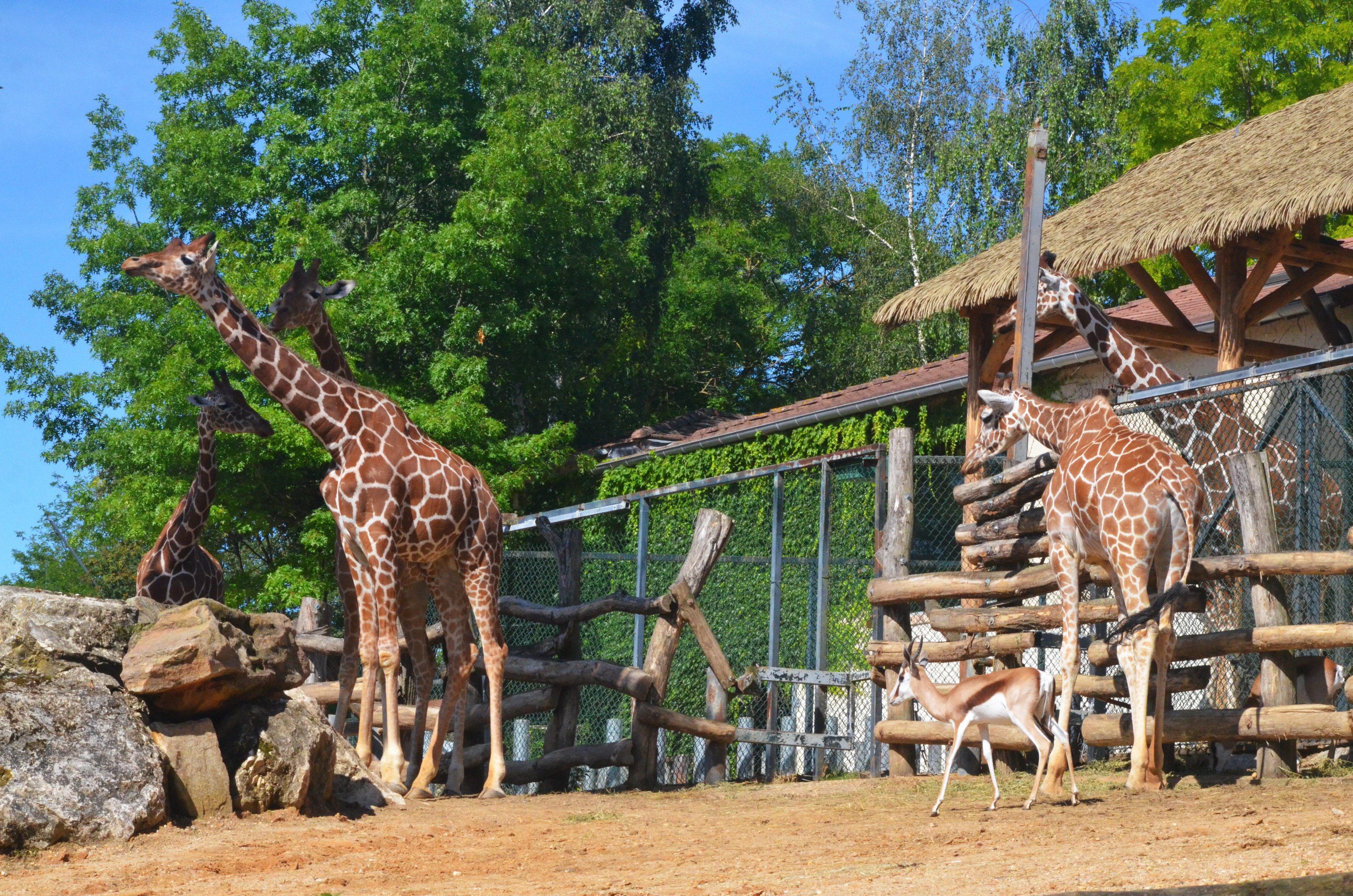 Reticulated Giraffes and Springbok at Beauval, 12/06/18