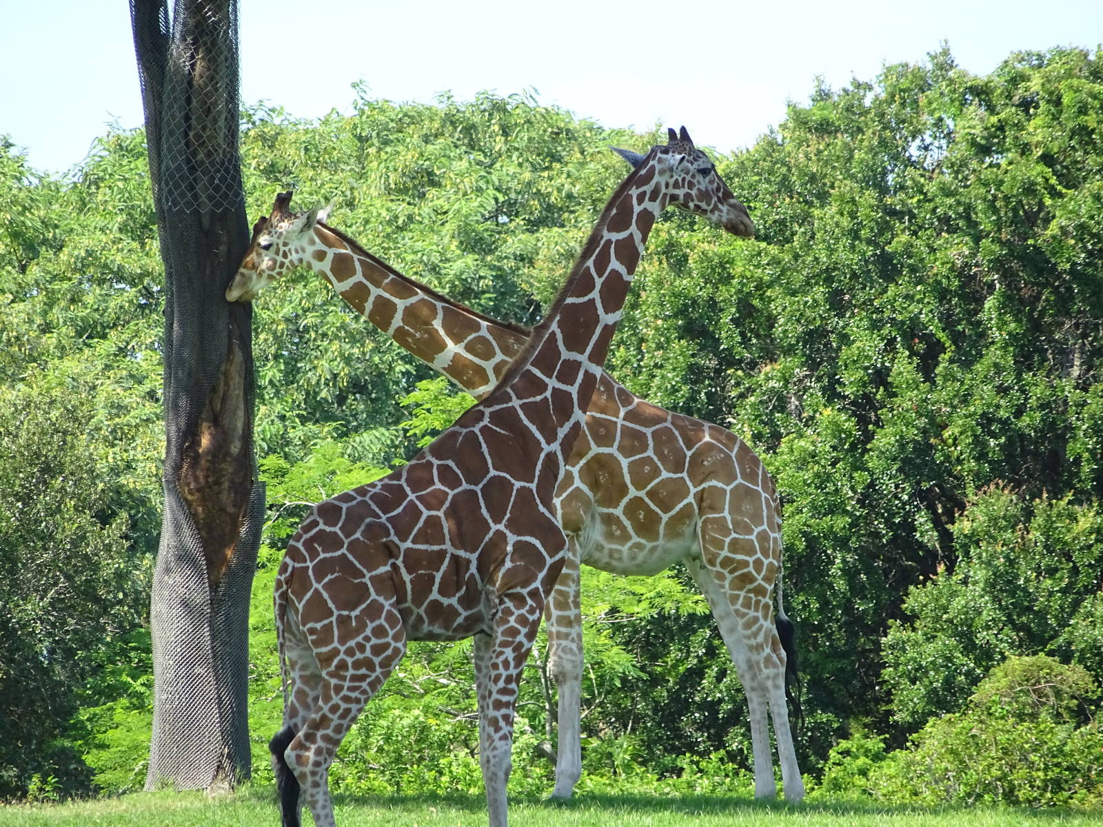 Reticulated Giraffes at Busch Gardens Tampa