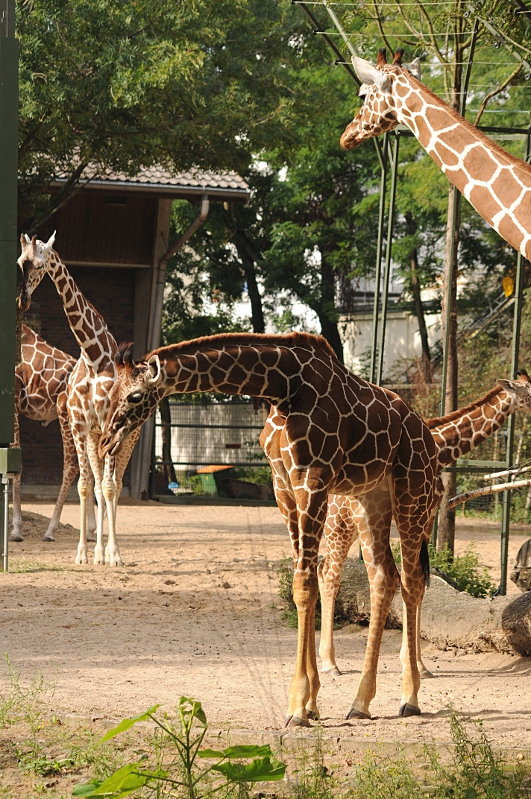 Reticulated giraffes at Cologne
