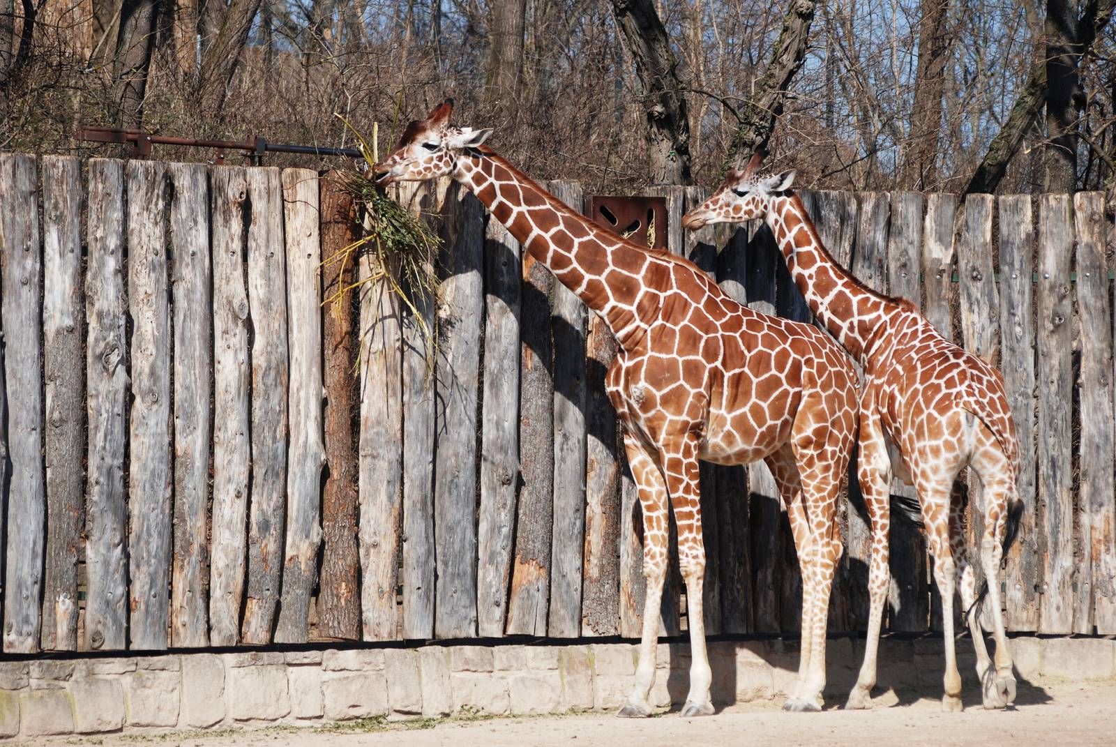 Reticulated Giraffes at Erfurt, 18/03/15