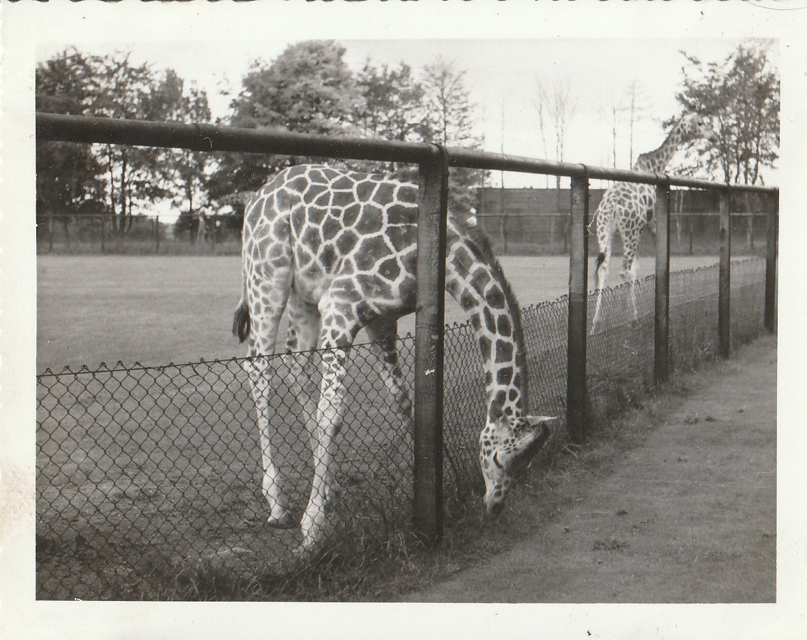 Reticulated Giraffes at Whipsnade Zoo - taken circa August/September 1960