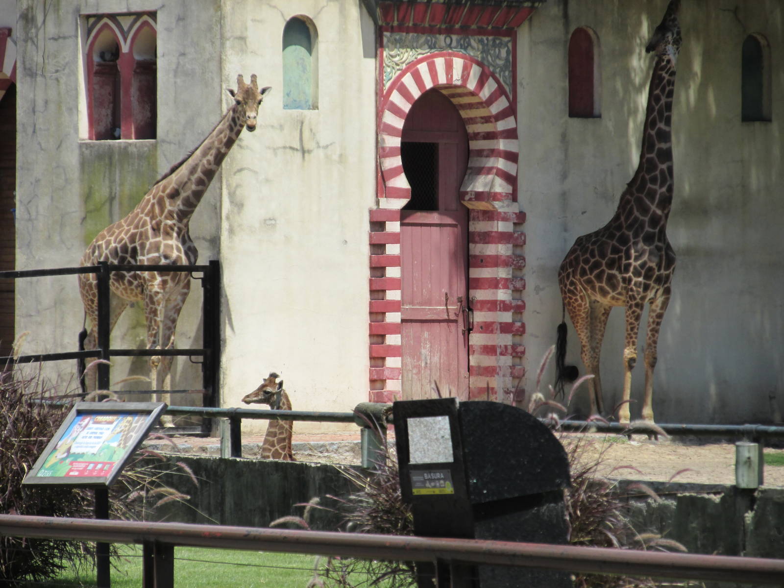 reticulated giraffes BA zoo