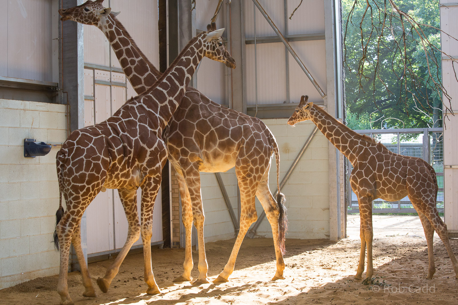 Reticulated giraffes (Bashu, Savannah, Willow) : Whipsnade : 19 Jul 2014
