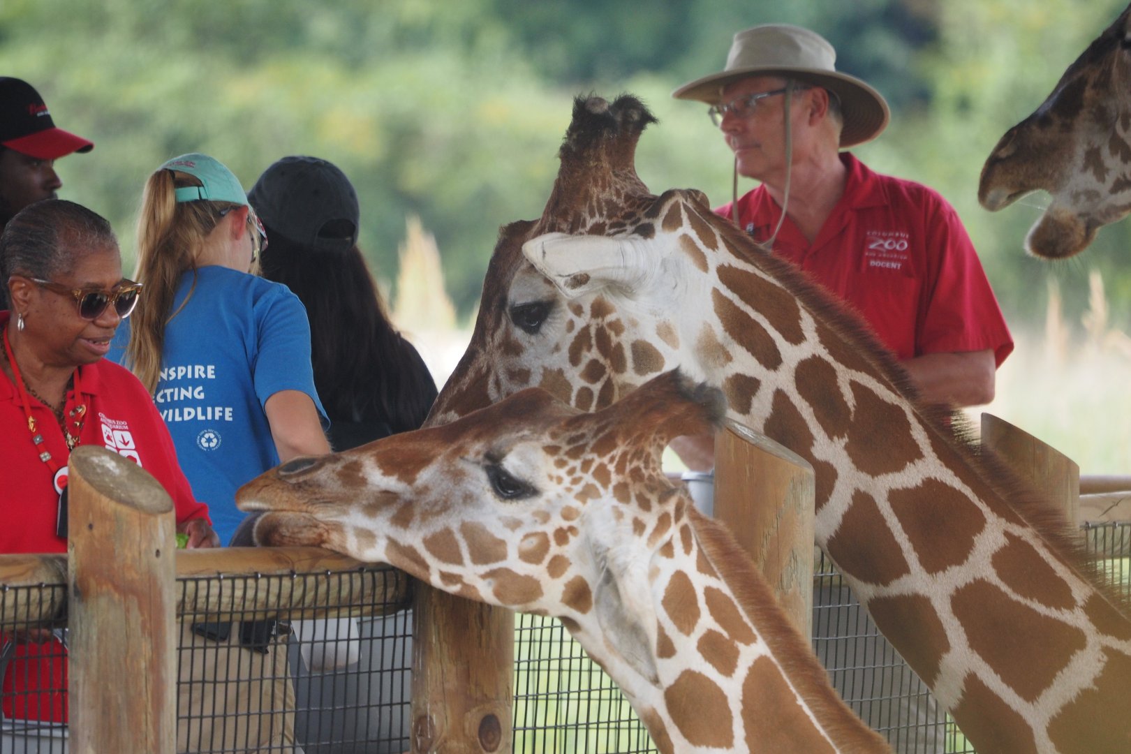 Reticulated giraffes being fed