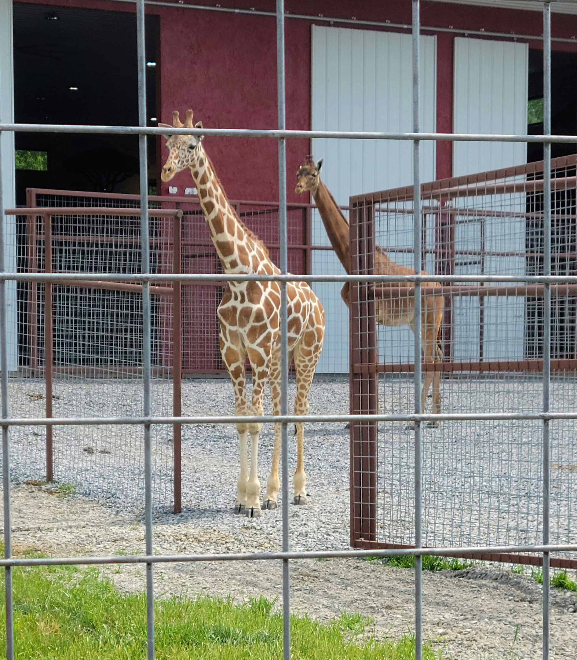 Reticulated Giraffes-Bright's Zoo