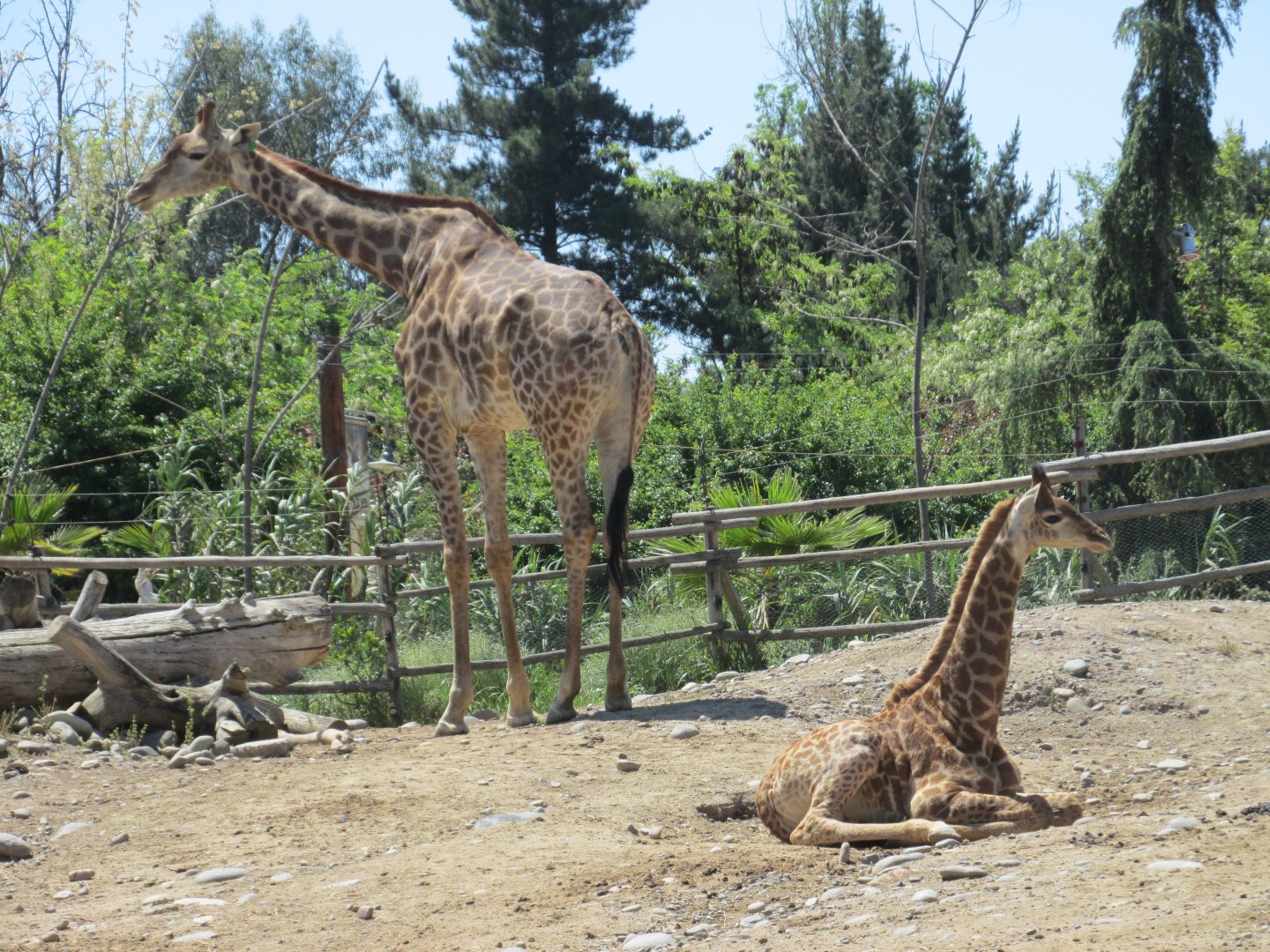 reticulated giraffes buin zoo