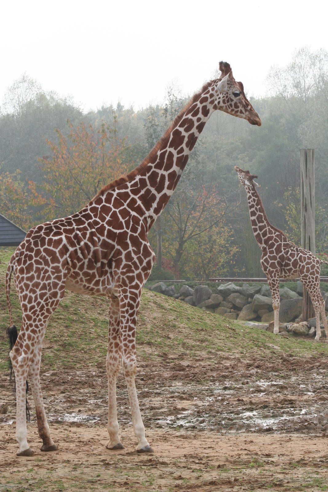 Reticulated Giraffes @ Colchester, 24.10.2012