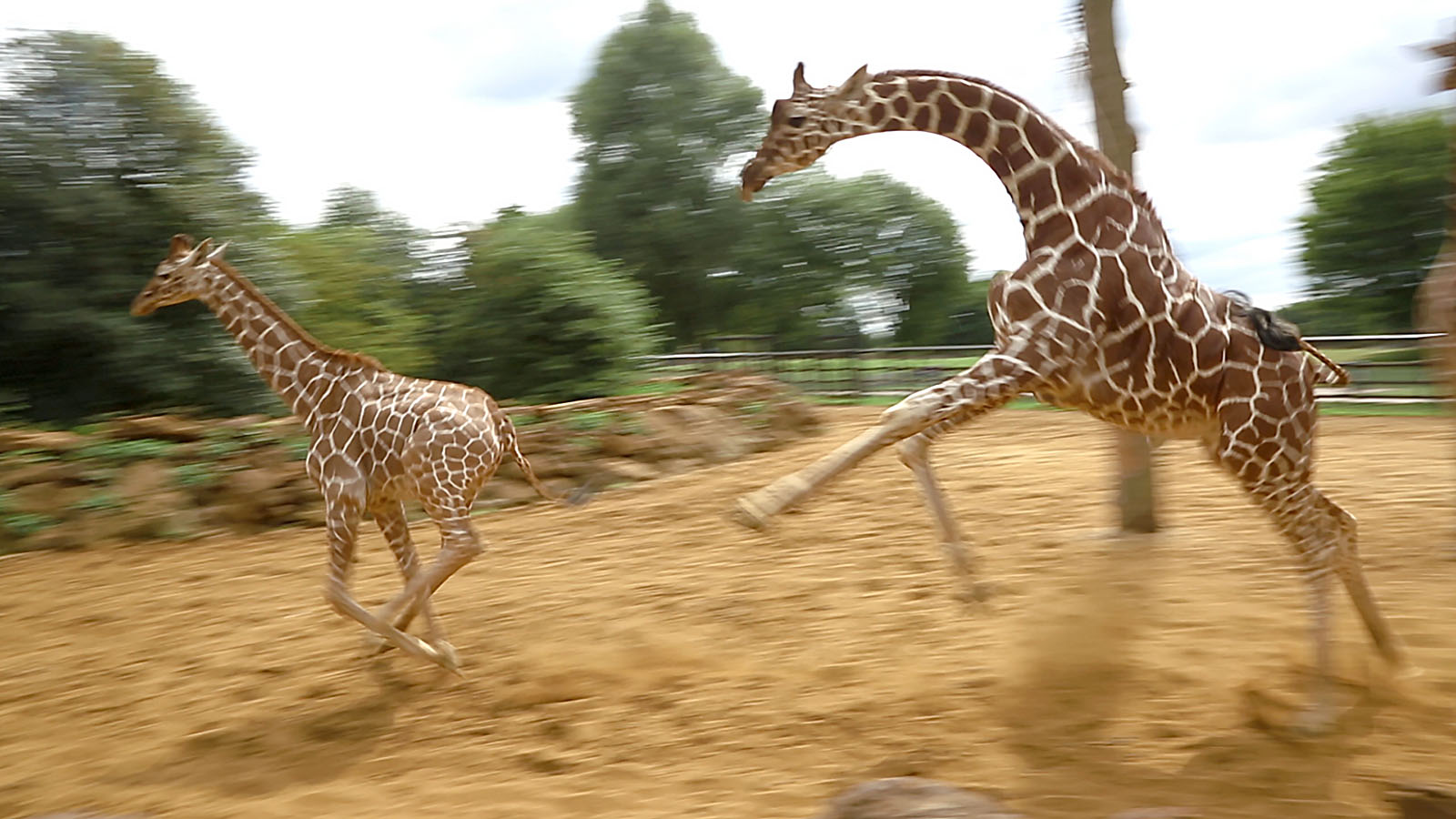 Reticulated giraffes (galloping) : Whipsnade : 27 Jul 2014 (+video)