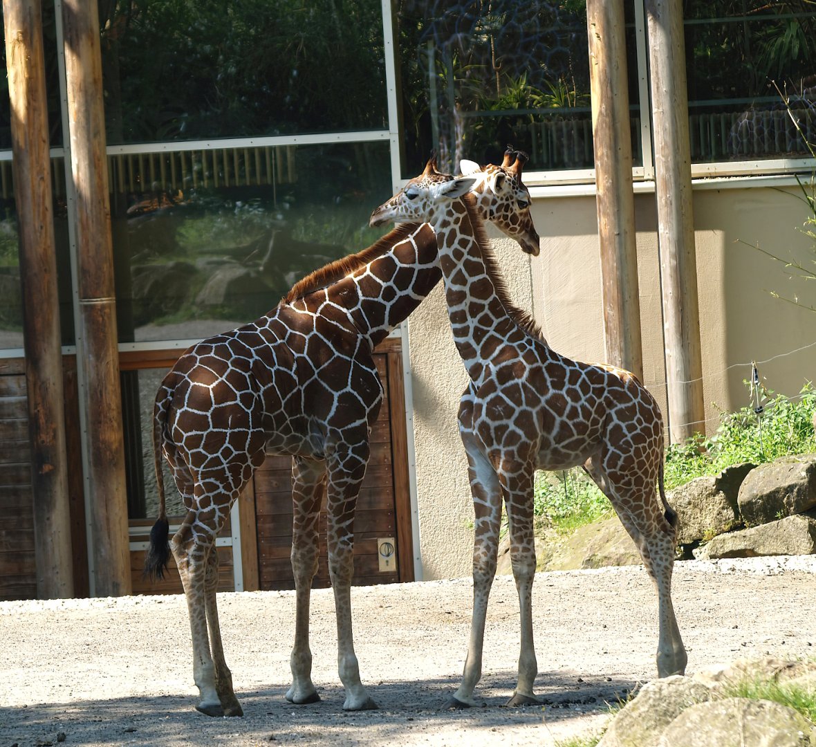 Reticulated giraffes (Giraffa reticulata), 2008-08-06