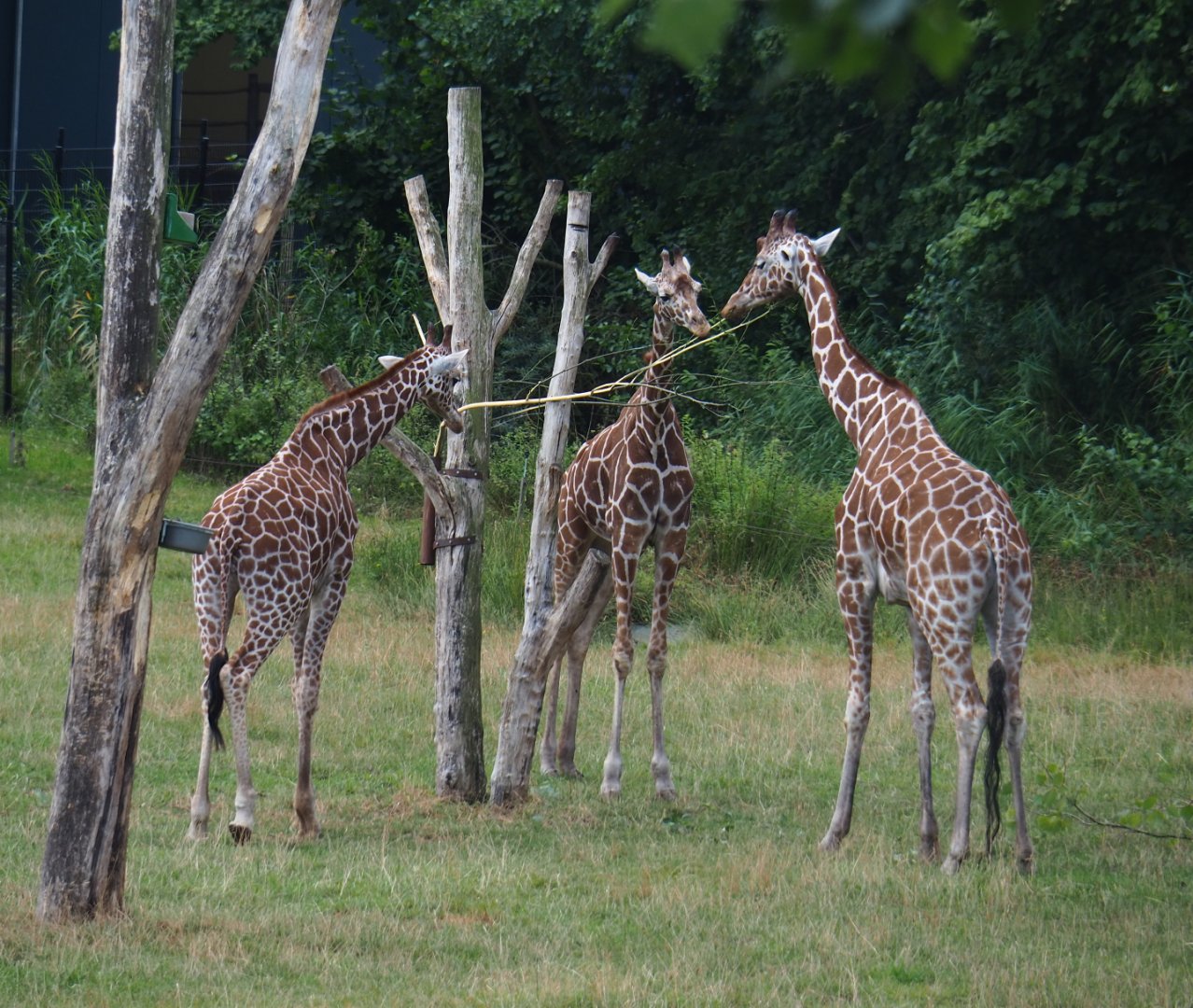 Reticulated giraffes (Giraffa reticulata), 2019-08-11
