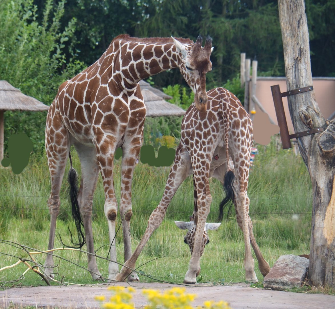 Reticulated giraffes (Giraffa reticulata), 2019-08-11