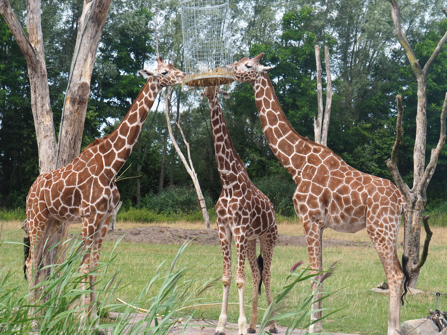 Reticulated giraffes (Giraffa reticulata), 2019-08-11