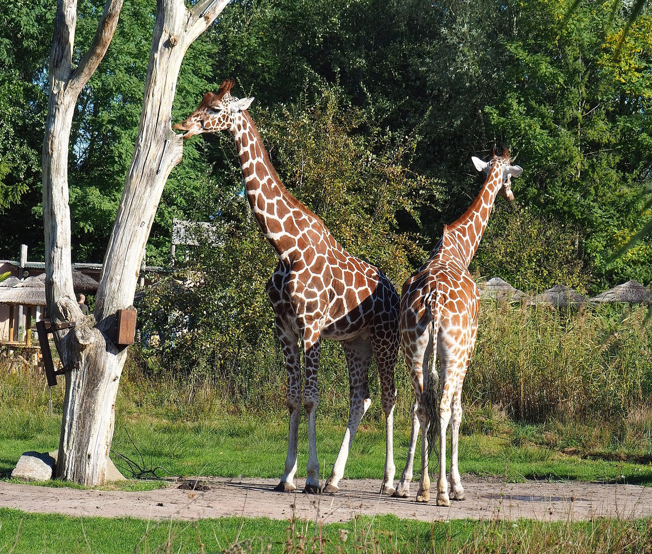Reticulated giraffes (Giraffa reticulata), 2022-10-09