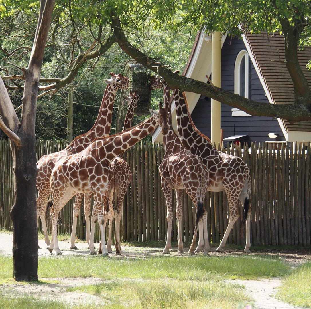 Reticulated giraffes (Giraffa reticulata), 2024-06-30