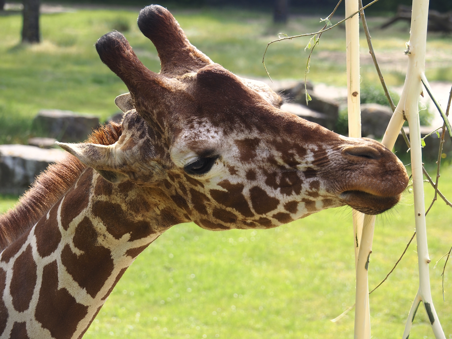 Reticulated giraffes (Giraffa reticulata), 2024-06-30