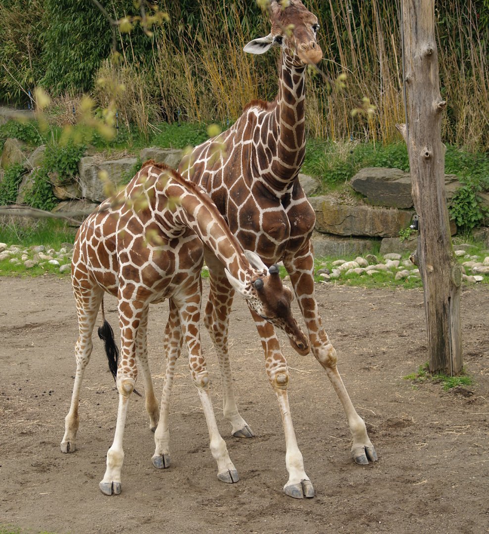 Reticulated giraffes (Giraffa reticulata) during necking, 2006-05-01