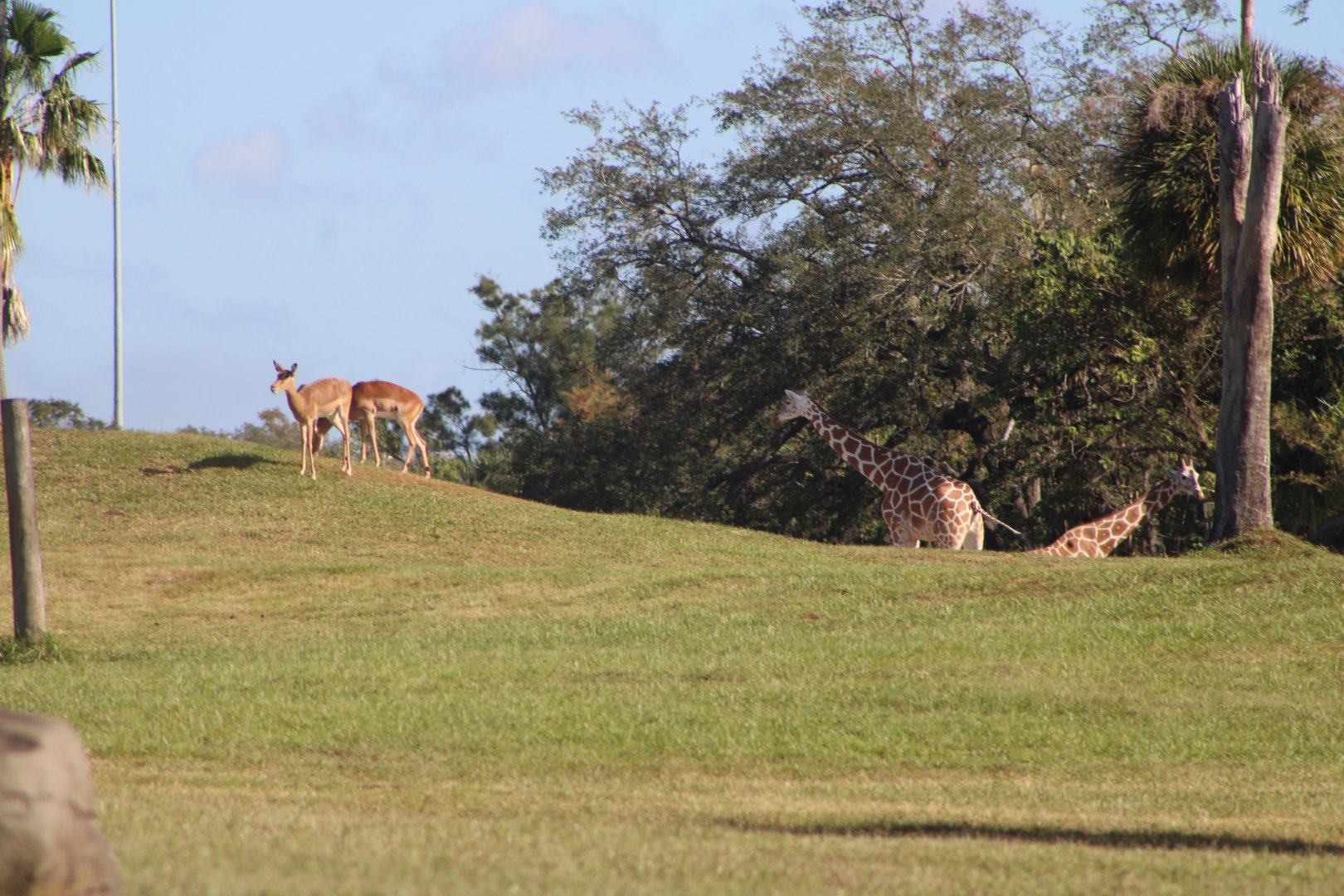 “Reticulated” Giraffes (Giraffa sp.) + Impala (Aepyceros melampus)