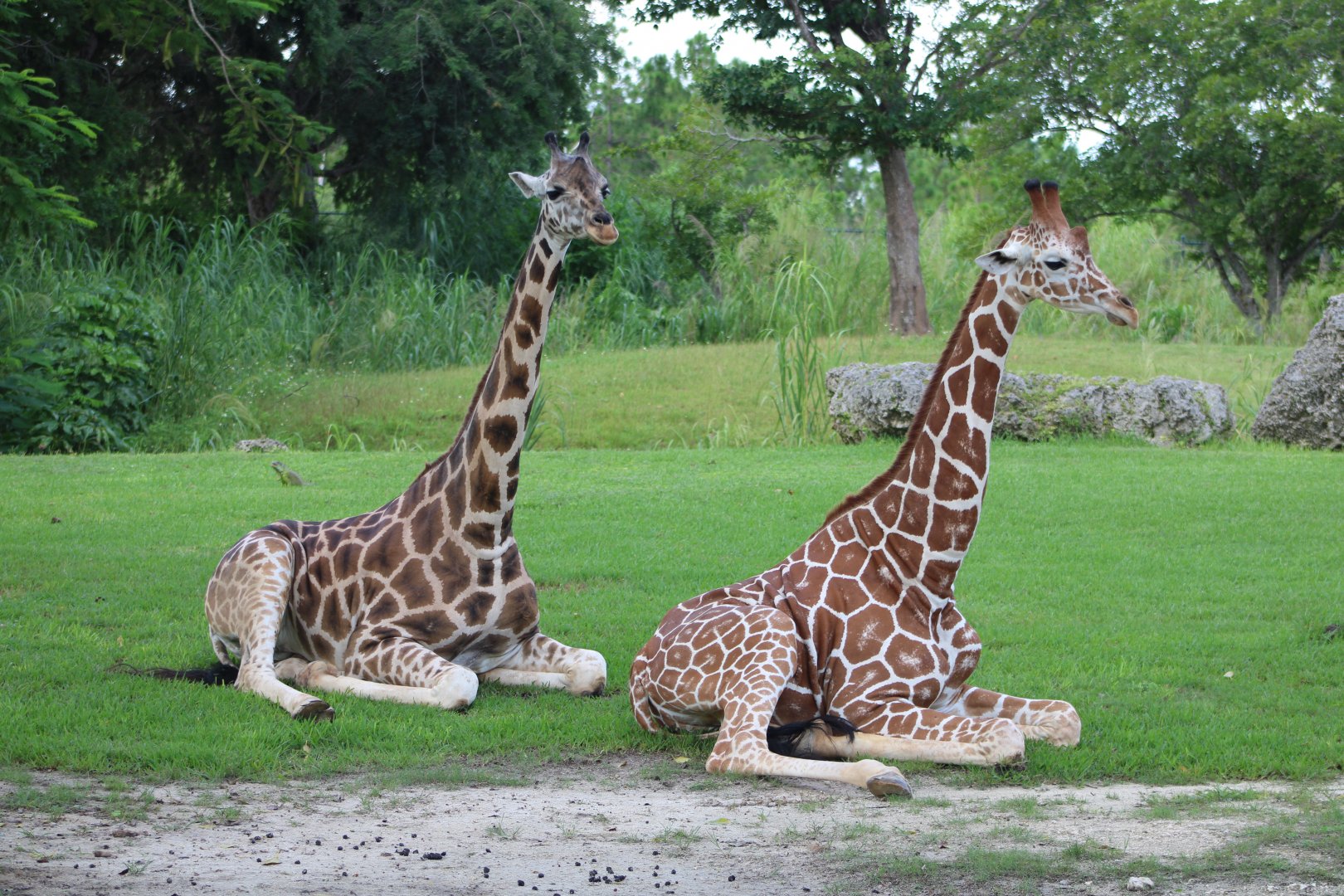 “Reticulated” Giraffes (Giraffa sp.)