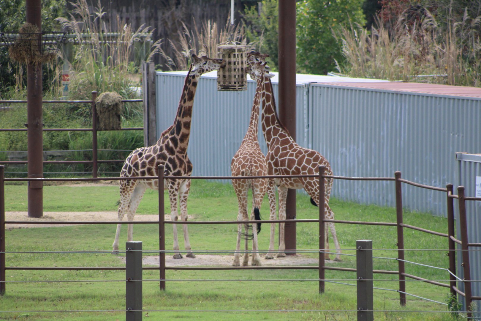 “Reticulated” Giraffes (Giraffa sp.)