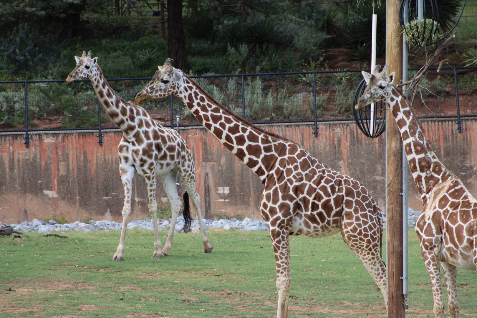 “Reticulated” Giraffes (Giraffa sp.)