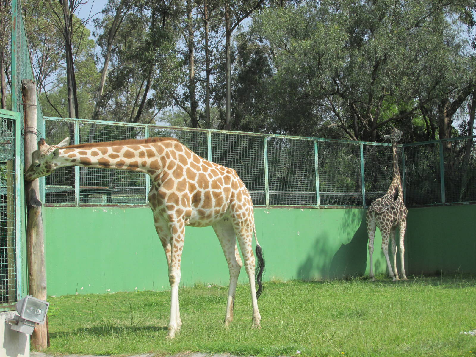 reticulated giraffes neza zoo