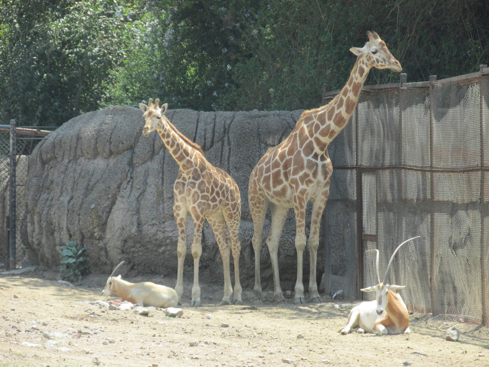 reticulated giraffes with scimitar orix chapultepec zoo