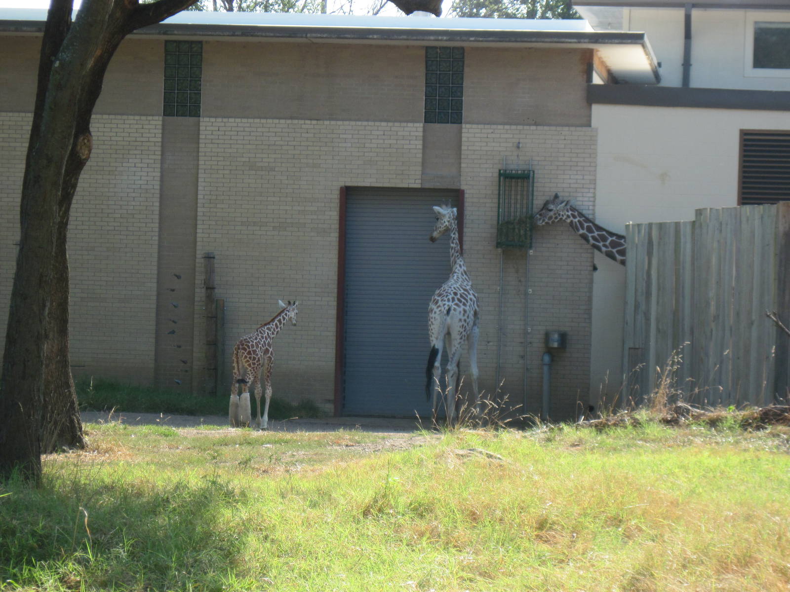 Reticulated Giraffes