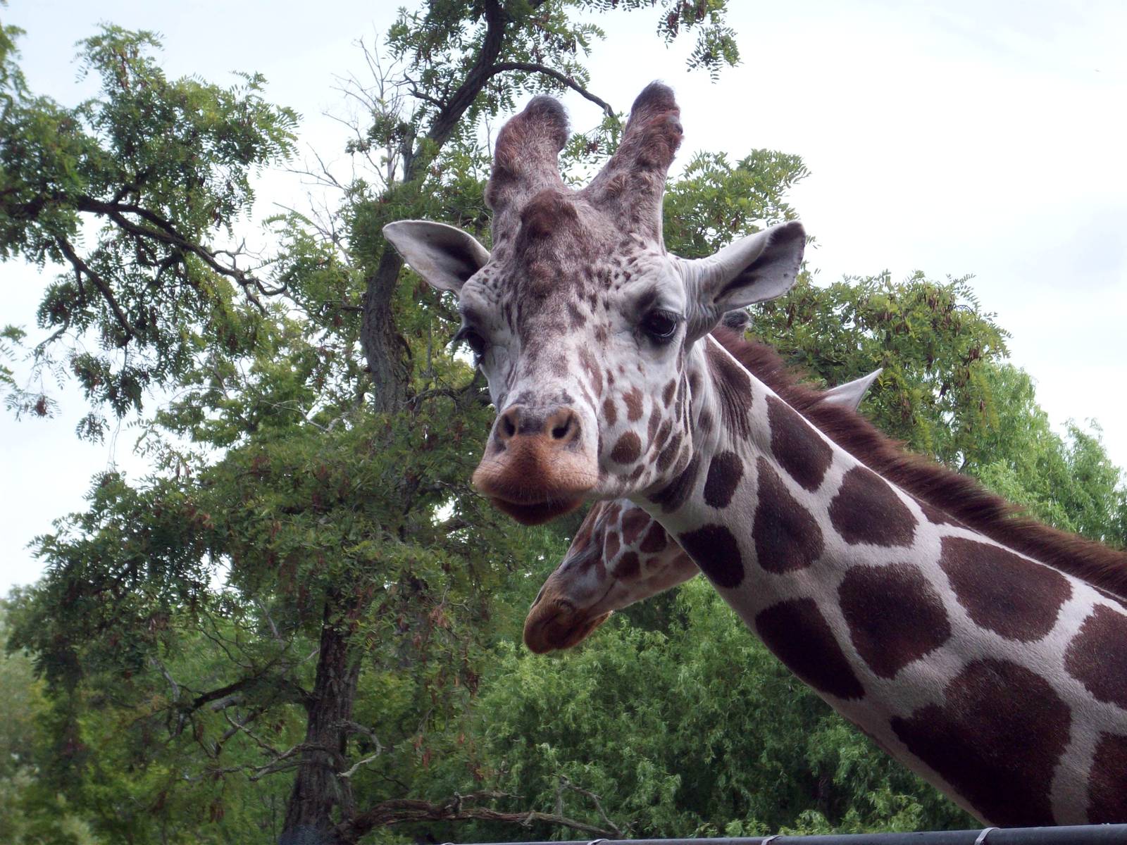 Reticulated Giraffes
