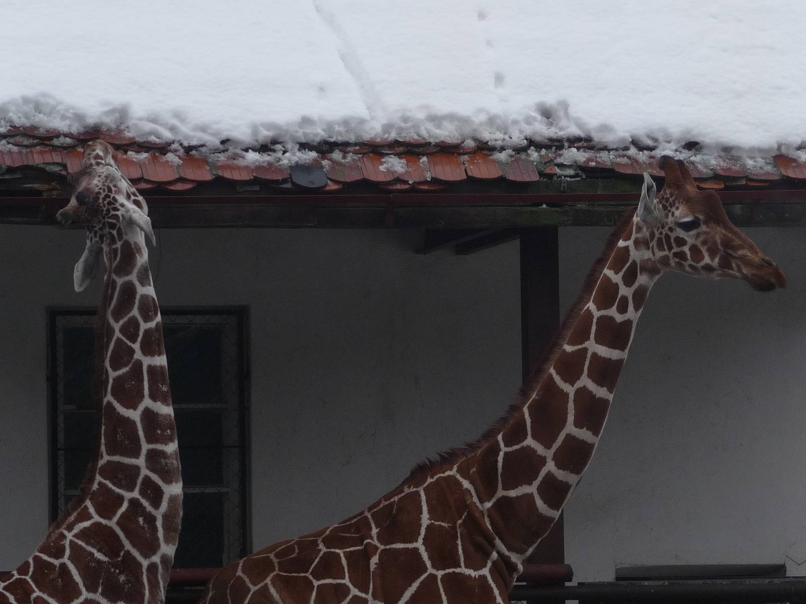 Reticulated Giraffes