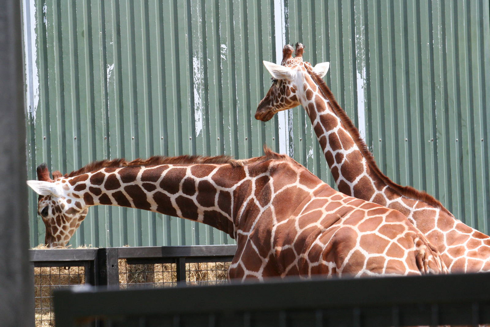 Reticulated giraffes