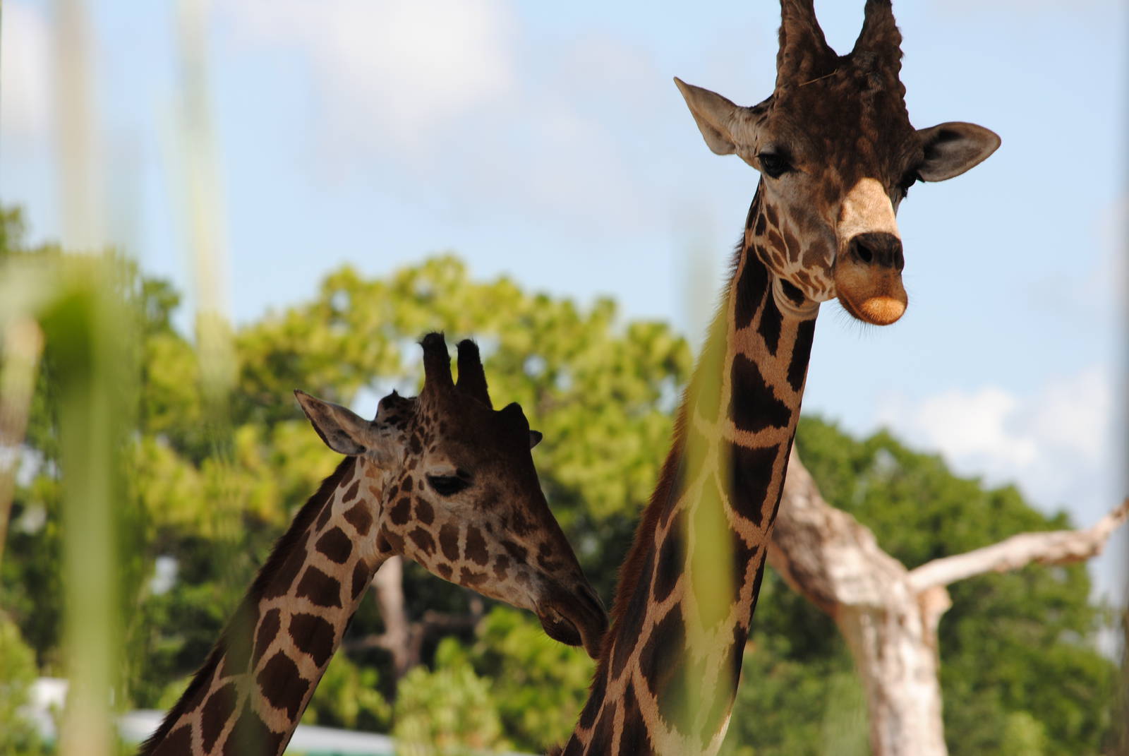 Reticulated Giraffes