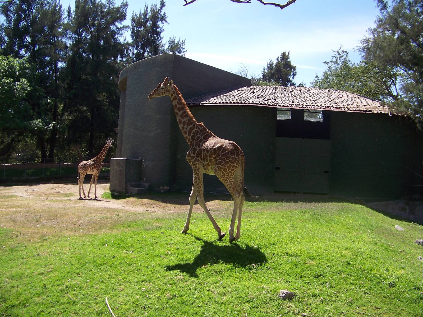 Reticulated Giraffes