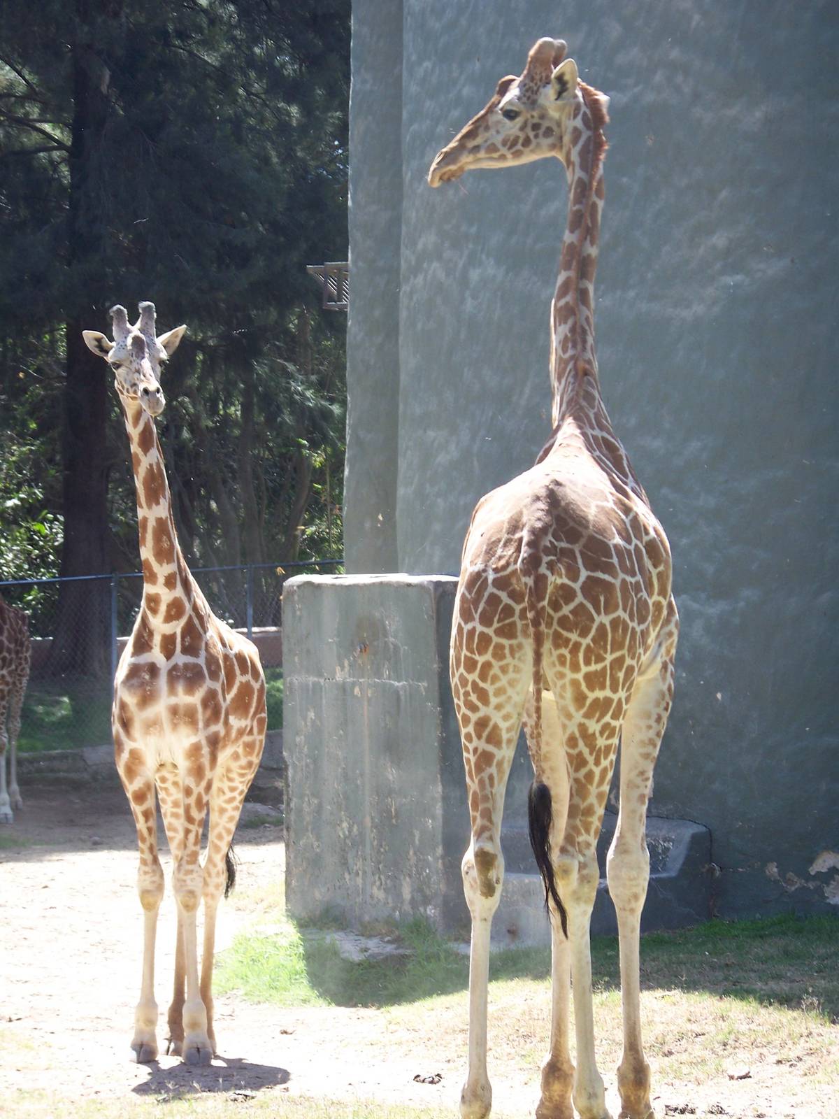 Reticulated Giraffes