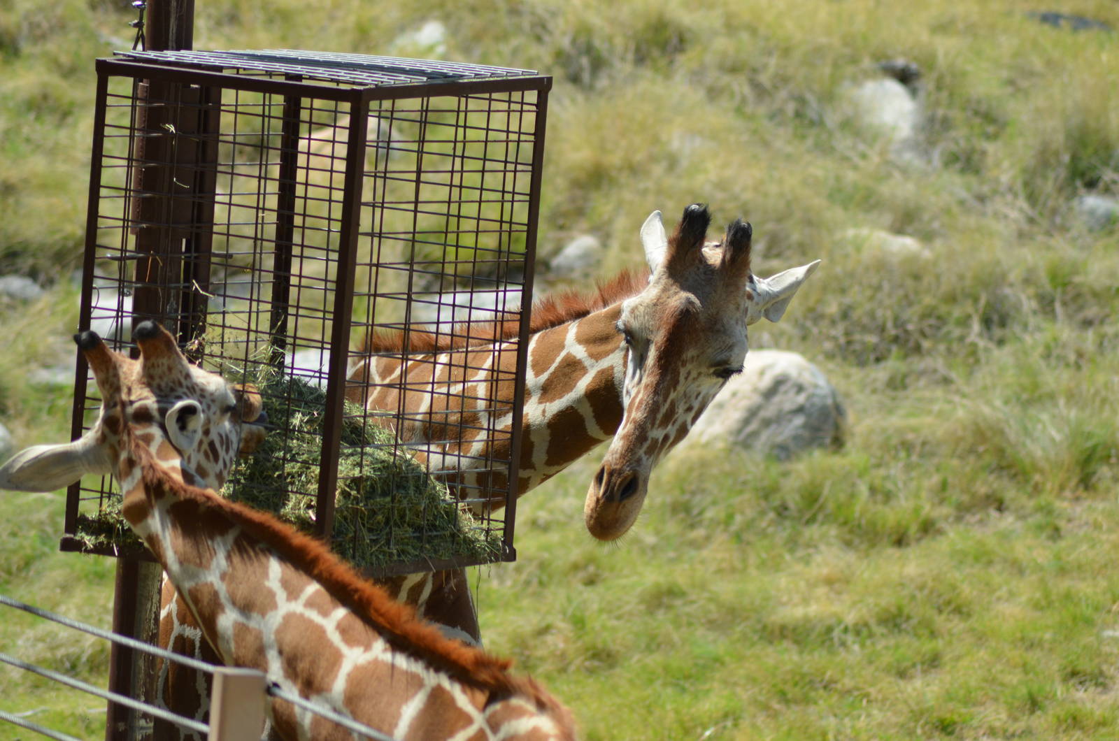 Reticulated Giraffes