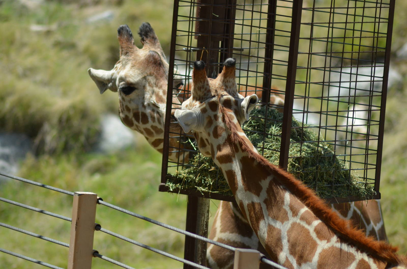 Reticulated Giraffes