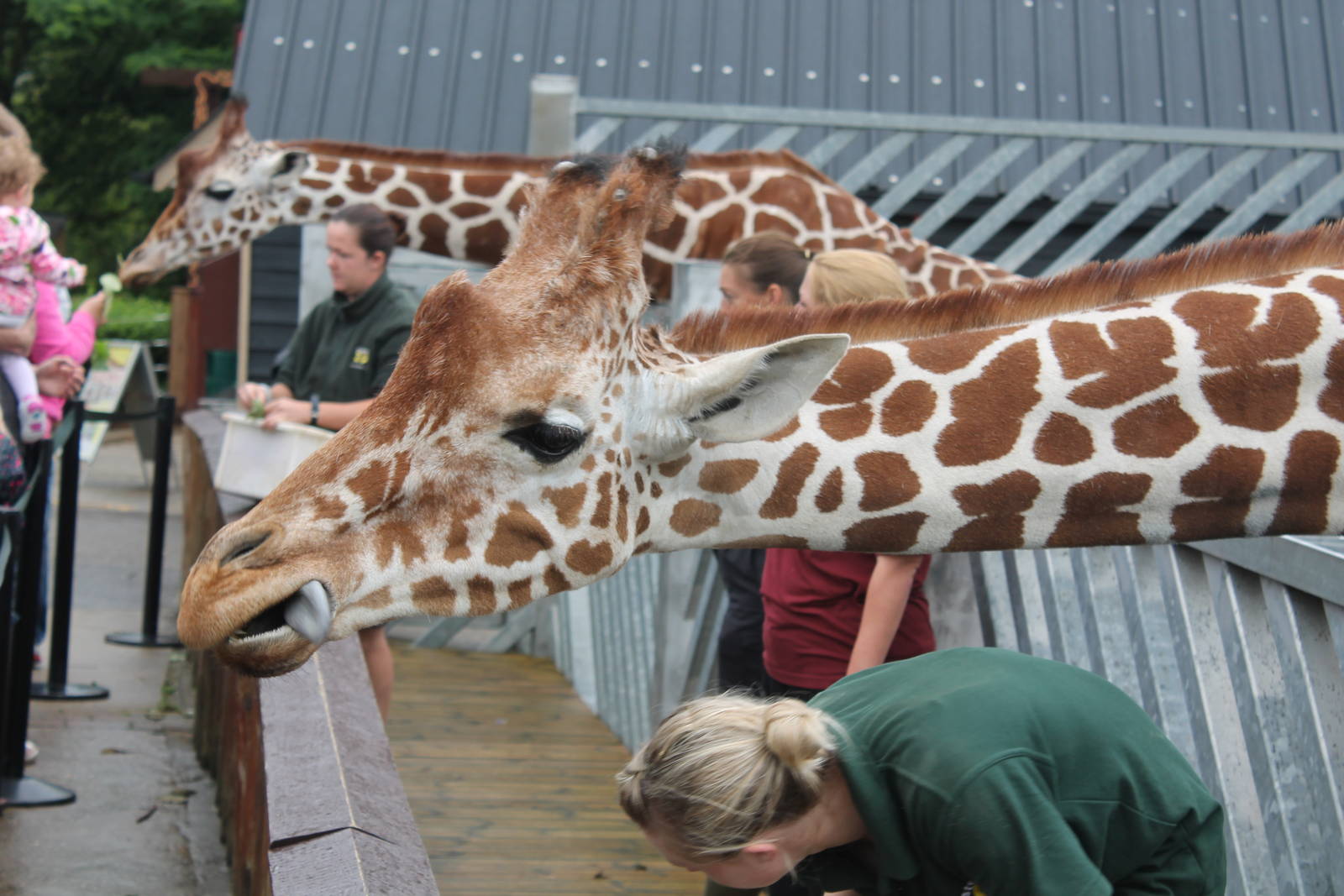 Reticulated Giraffes