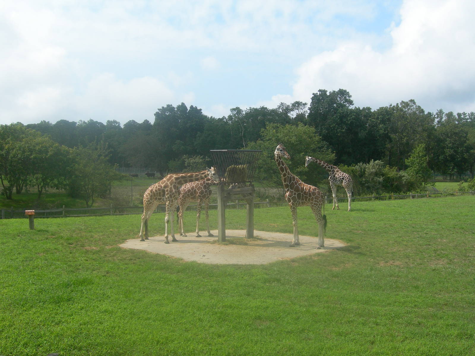 Reticulated  Giraffes